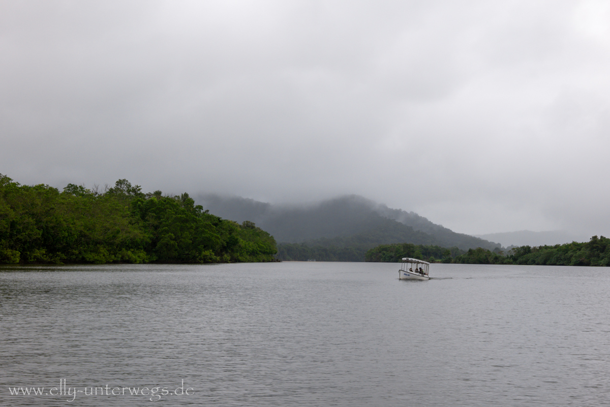 Daintree River: Uferbereich, möglicher Lebensraum für Krokodile
