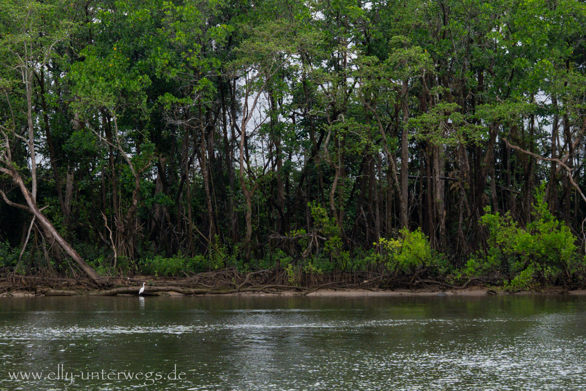 Mangroven am Daintree River: Wurzeln und dichter Bewuchs