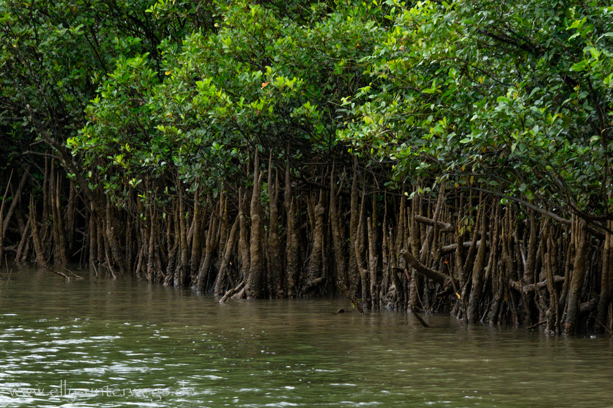 Mangrovenwurzeln im Schlamm am Daintree River: Atemwurzeln und Wurzelgeflecht