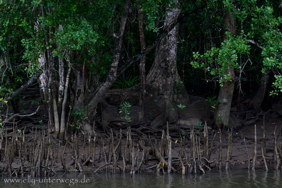 Mangroven: stiftförmige Atemwurzeln ragen aus dem Schlamm
