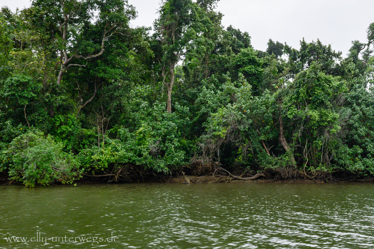 Daintree River: Mangroven und Uferlandschaft im Regen