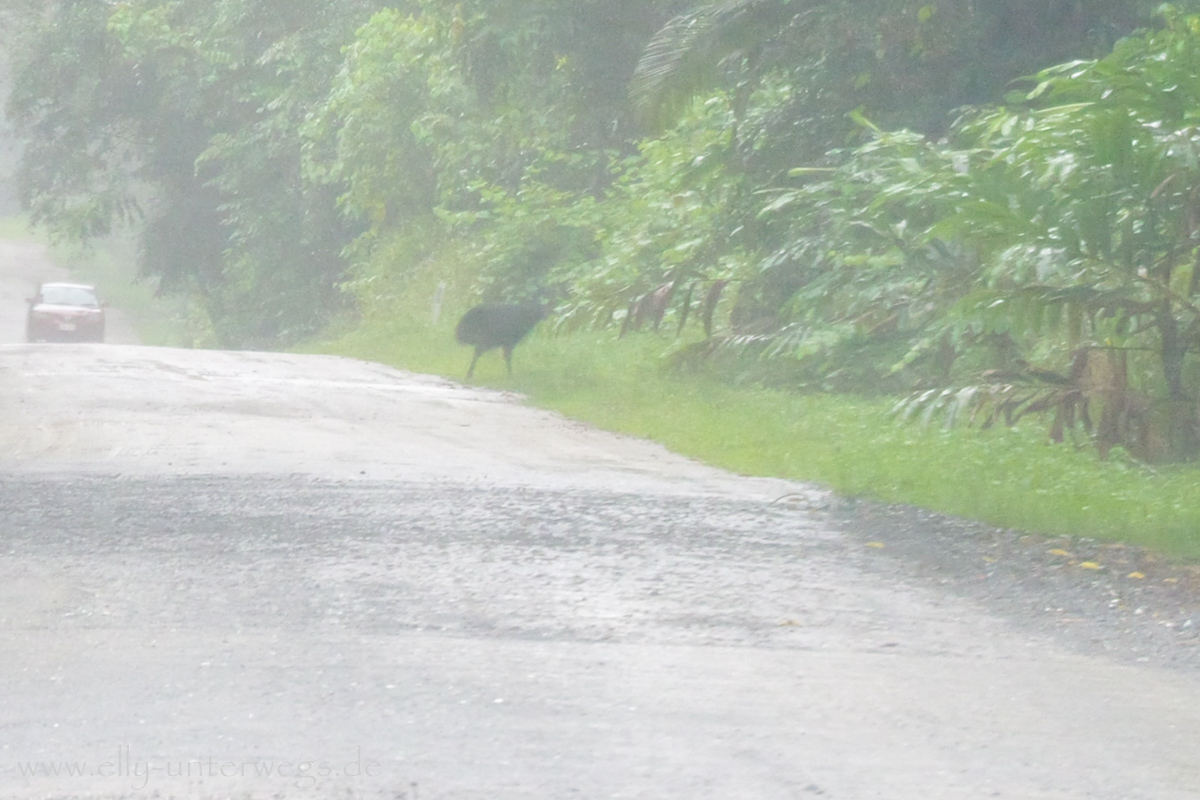 Regenwald in Nordqueensland: sattes Grün entlang der Tourstrecke