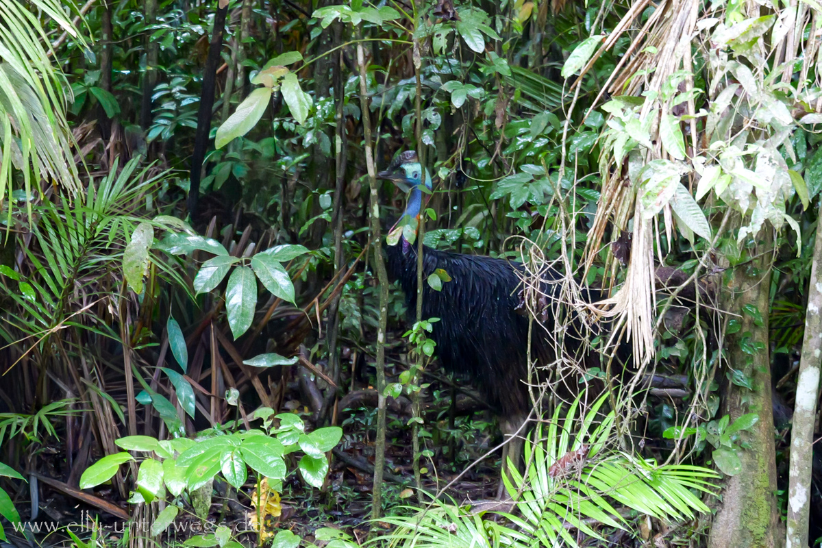 Mangrovenbereich: Wurzeln und Wasserläufe im Regenwald