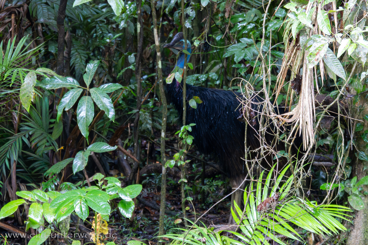 Tropischer Regenwald: Pflanzen und Pfad in Nordqueensland