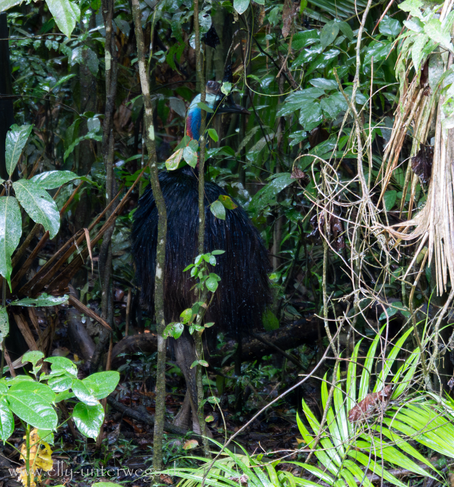 Regenwald-Detail: Pflanzenwelt und Feuchtigkeit