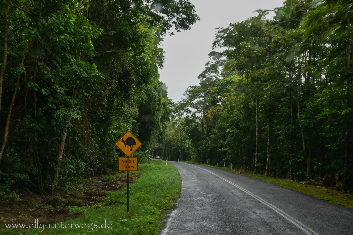 Fahrt durch den Regenwald in Nordqueensland: Straße und Vegetation