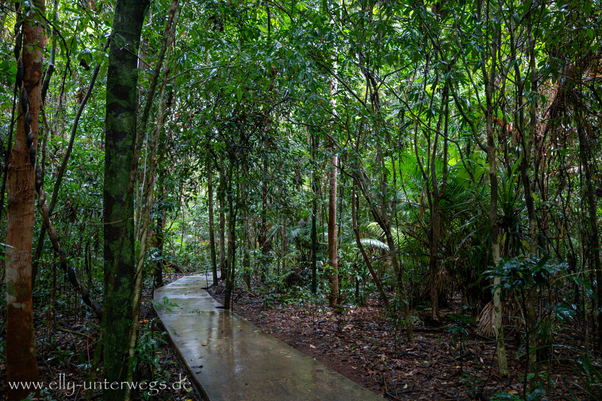 Mangroven- und Regenwaldwalk: Übergang zwischen zwei Lebensräumen