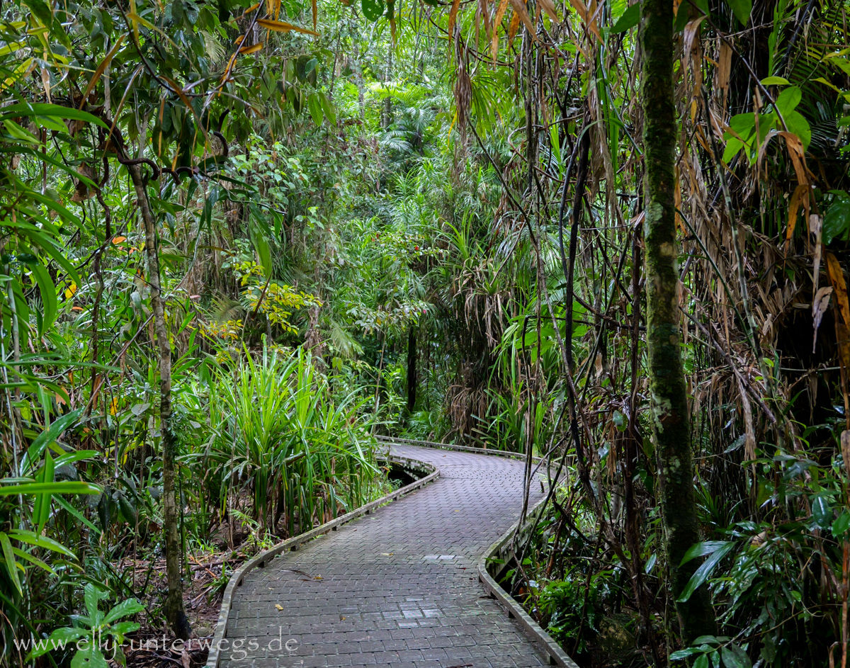 Regenwaldweg: dichter Bewuchs und tropische Pflanzen