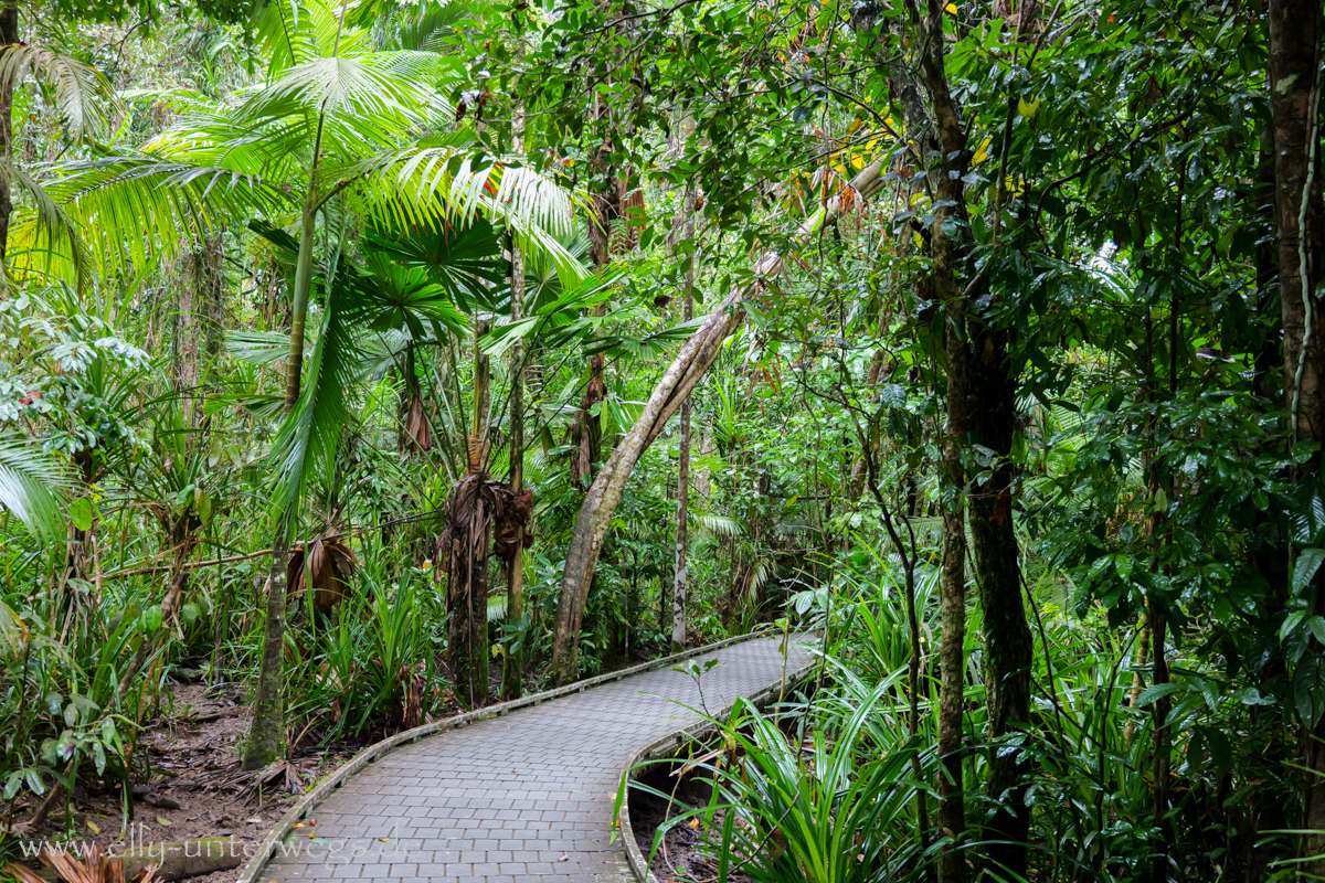 Mangrovenbereich: Wurzeln, Wasser und dichter Bewuchs