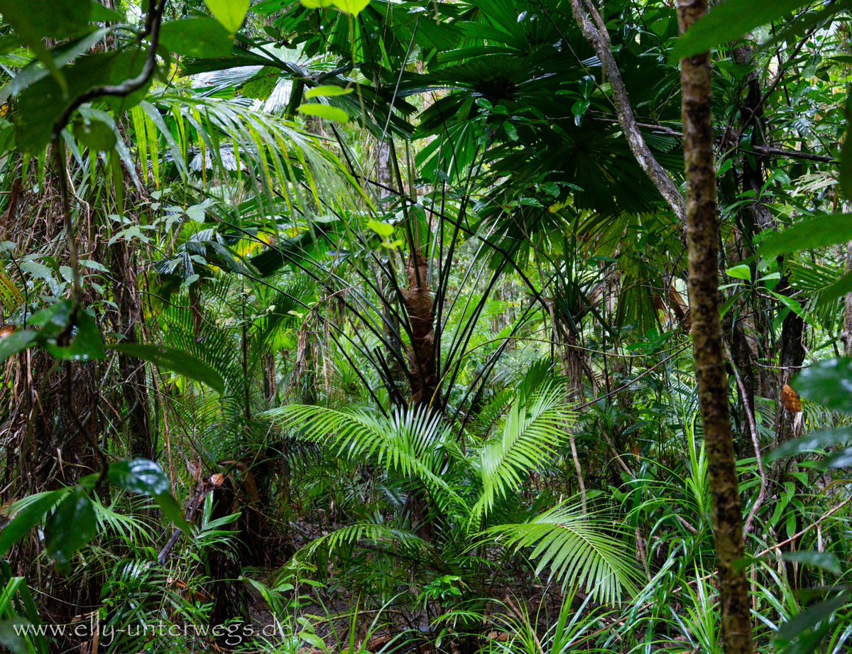 Getarntes Tier im Regenwald: Suchbild im Blattwerk