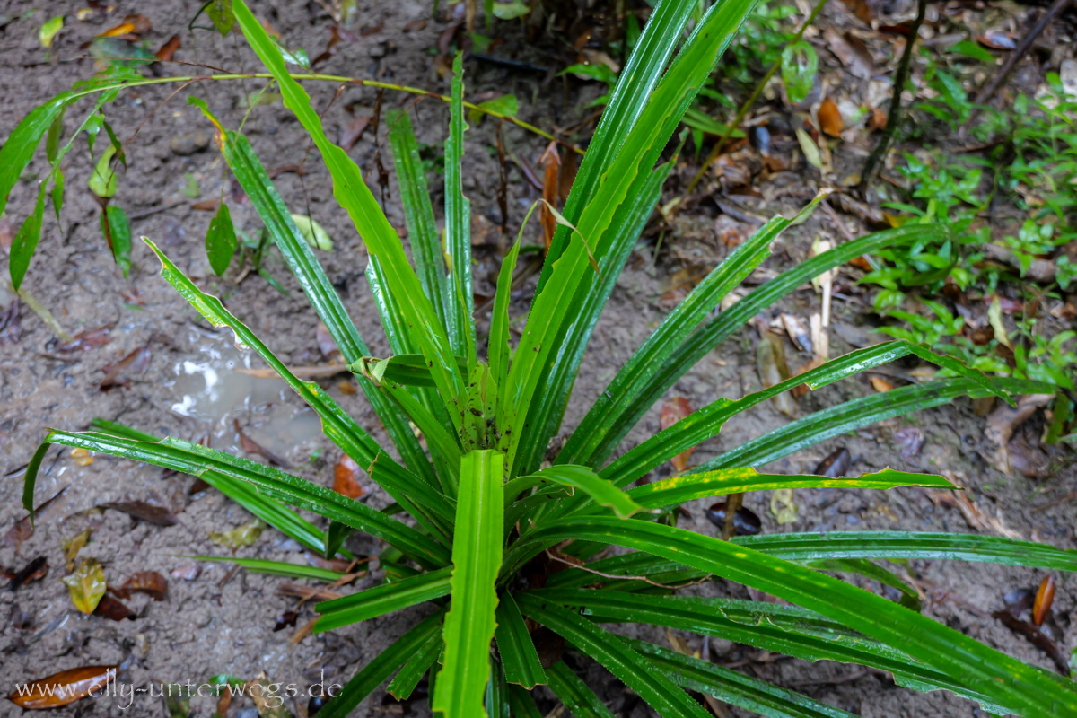 Suchbild im Regenwald: verstecktes Tier zwischen Blättern