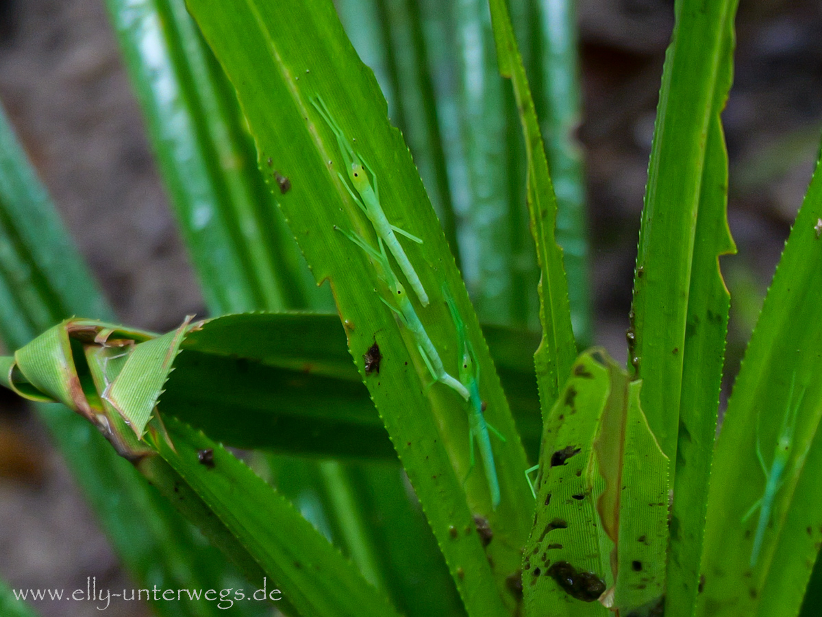 Suchbild im Regenwald: getarntes Tier im Grün
