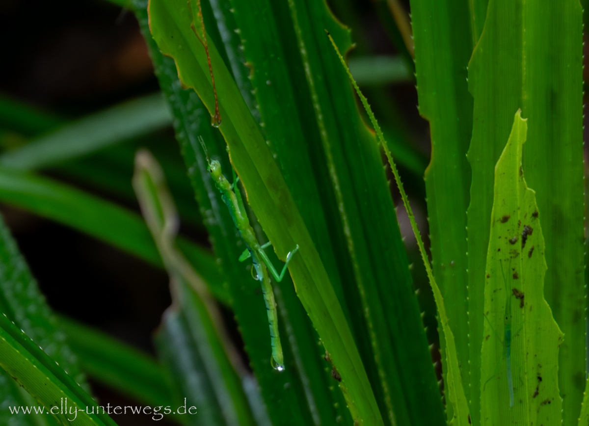 Getarntes Tier im Regenwald: schwer zu entdecken