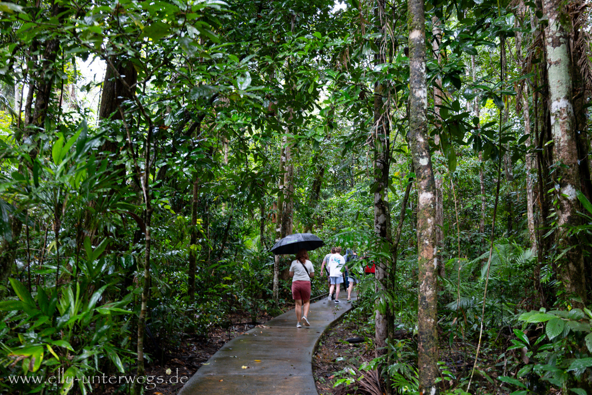 Regenwaldwalk: Farne und Blätterdach wie ein natürlicher Schirm