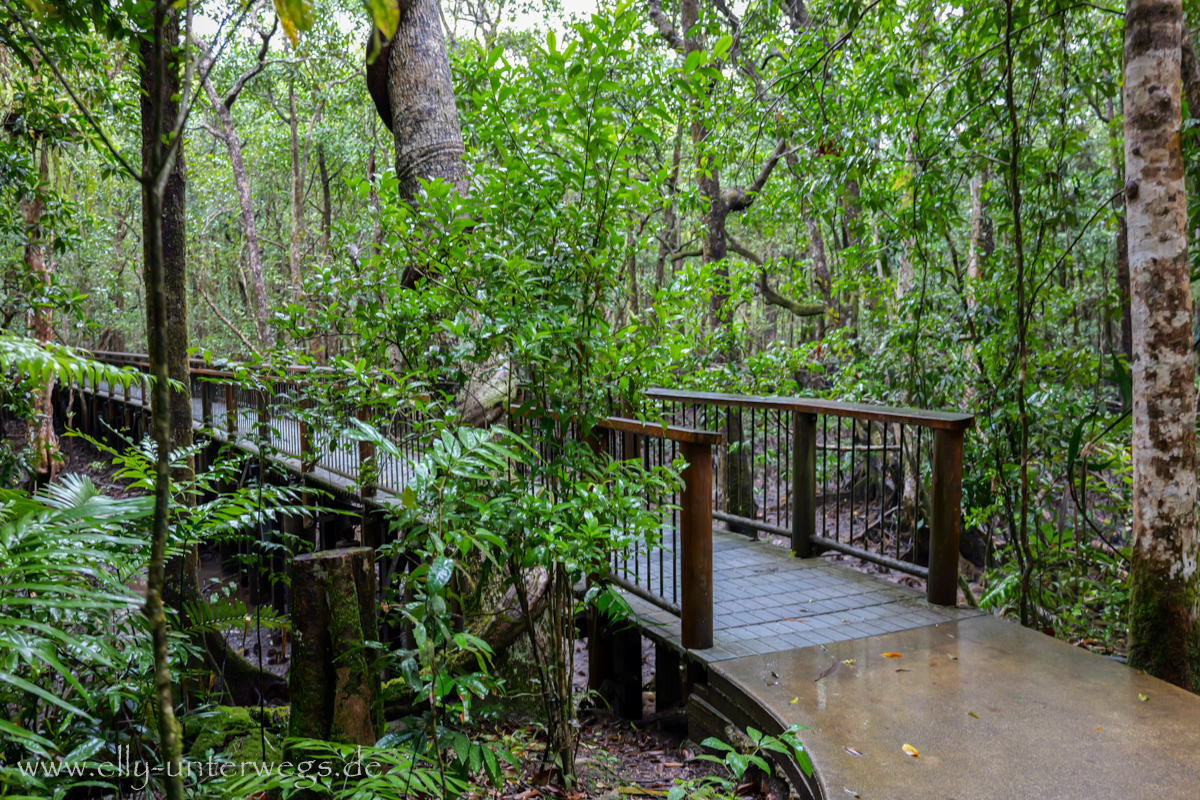 Mangrovenwalk: Pfad und Vegetation nahe Fluss und Küste