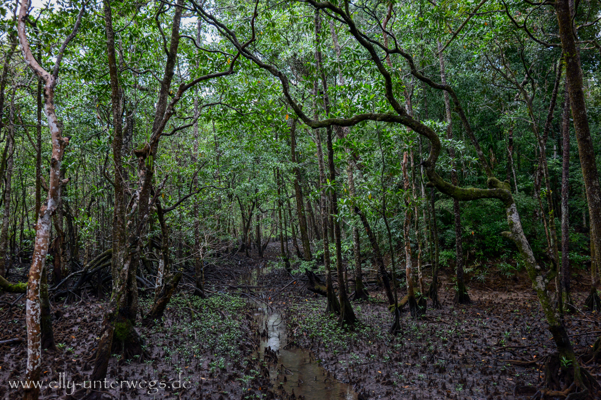 Übergang: Regenwald und Mangroven nahe der Küste
