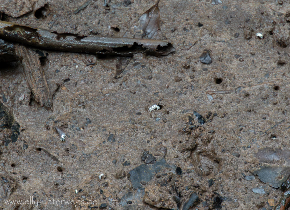 Regenwalddetails: Pflanzen und kleine Lebensspuren am Weg