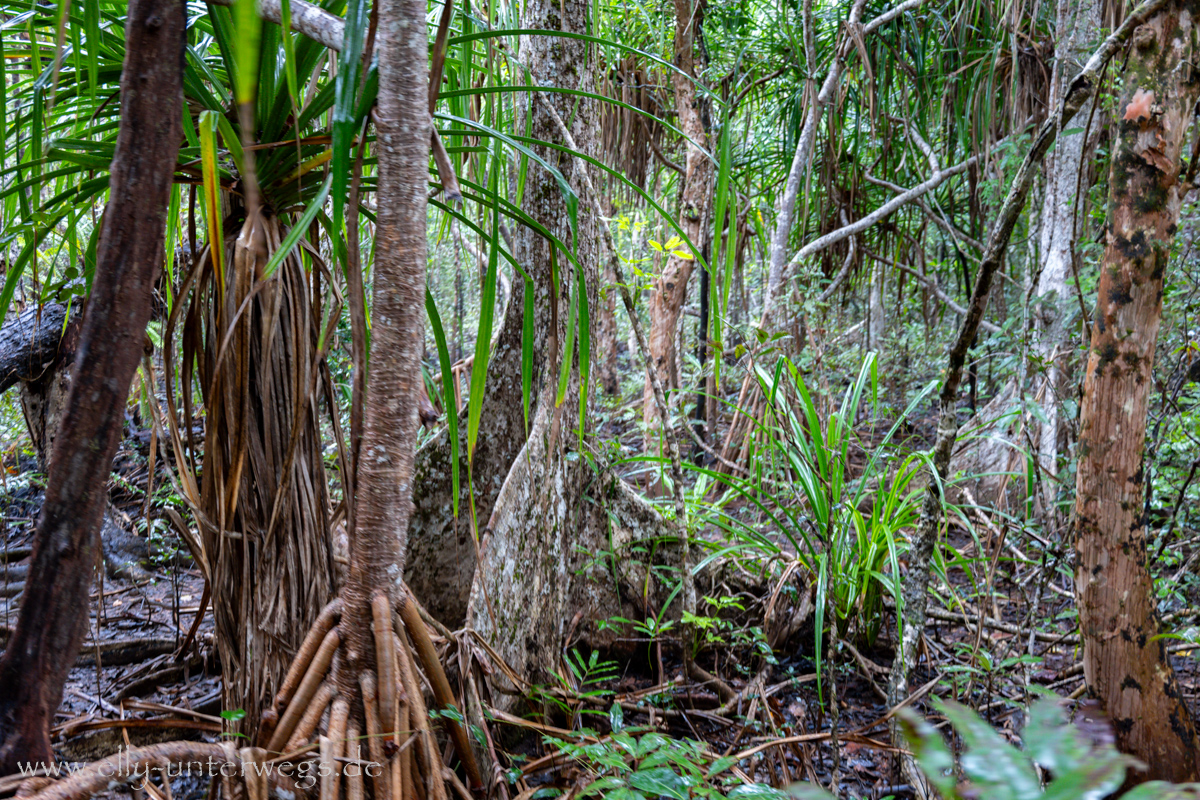 Mangrovenwald: Wurzelgeflecht und Vegetation nahe Wasser