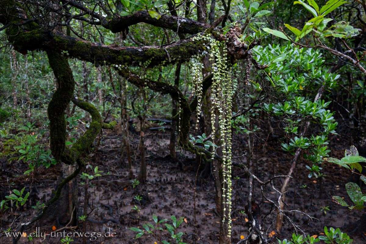 Regenwald- und Mangrovenimpressionen: dichtes Grün und Wasser
