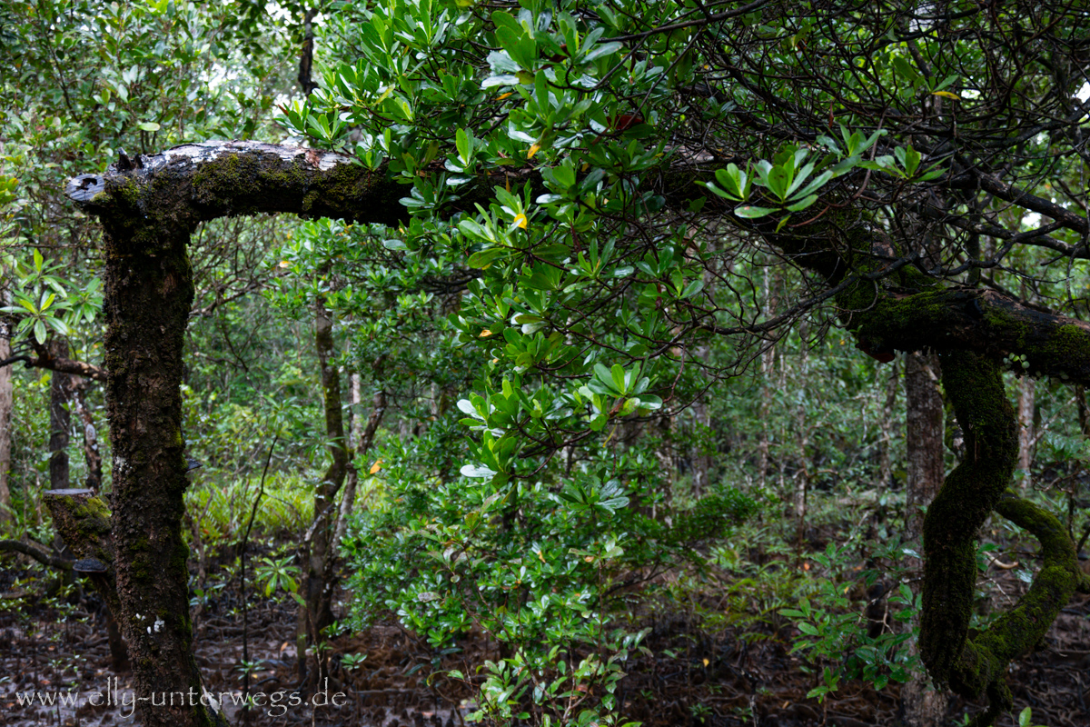 Tropische Pflanzenwelt: Farne und Blätter im Regen