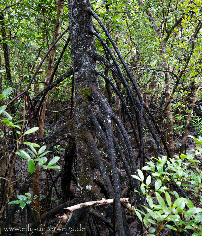 Mangrovenbereich: Wurzeln und feuchter Untergrund