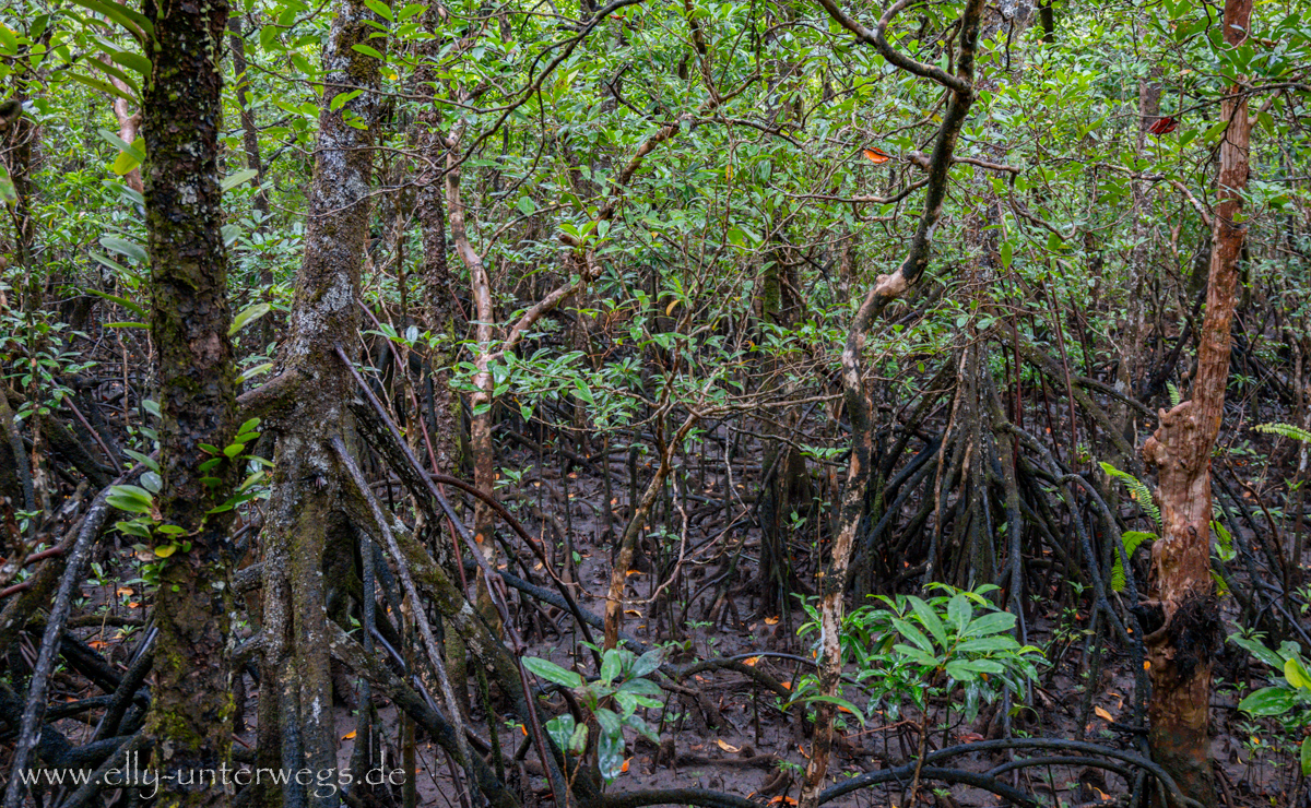 Regenwaldwalk: Blick durch das Blätterdach