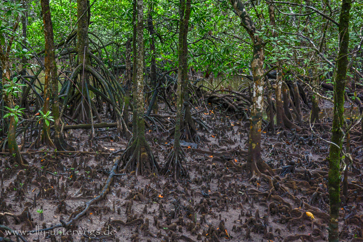 Mangroven und Regenwald: zwei Welten auf engem Raum
