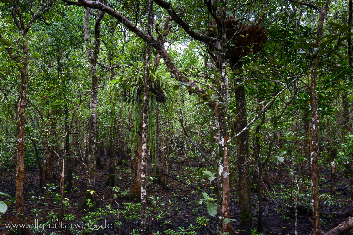 Regenwaldimpression: Pflanzen und nasse Wege