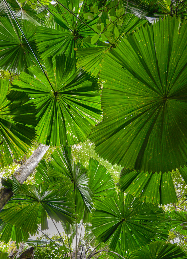 Regenwalddetail: Pflanzen und Struktur im Daintree