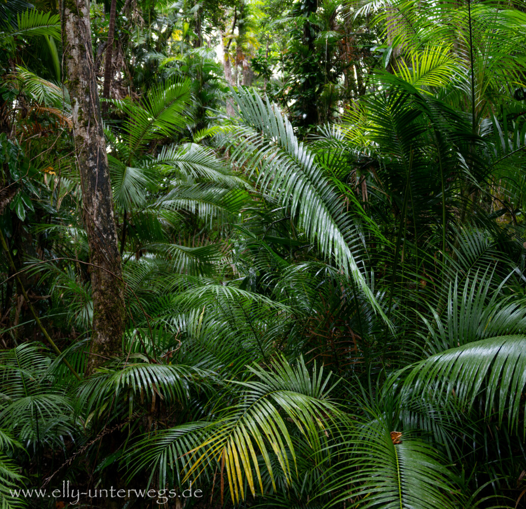 Regenwald und Mangroven: Detailaufnahme am Weg