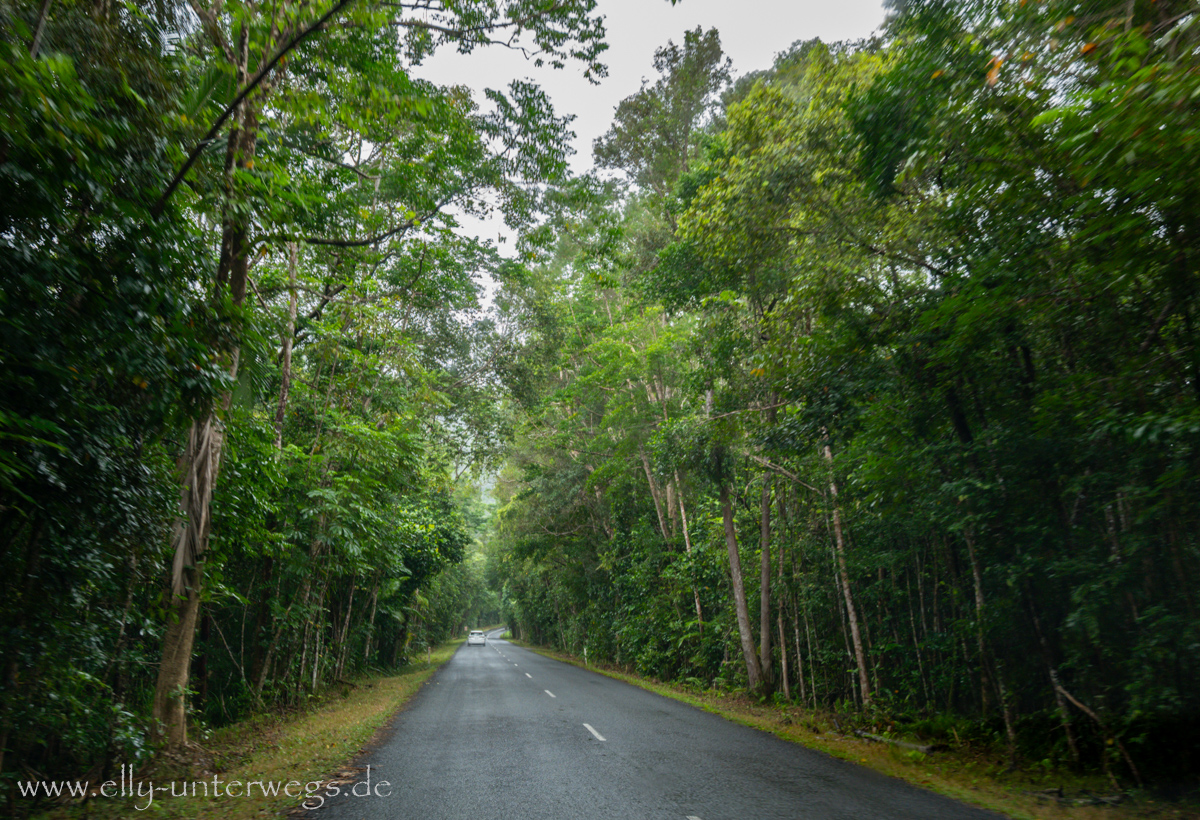 Regenwaldtour bei Dauerregen: nasse Wege und tropische Vegetation