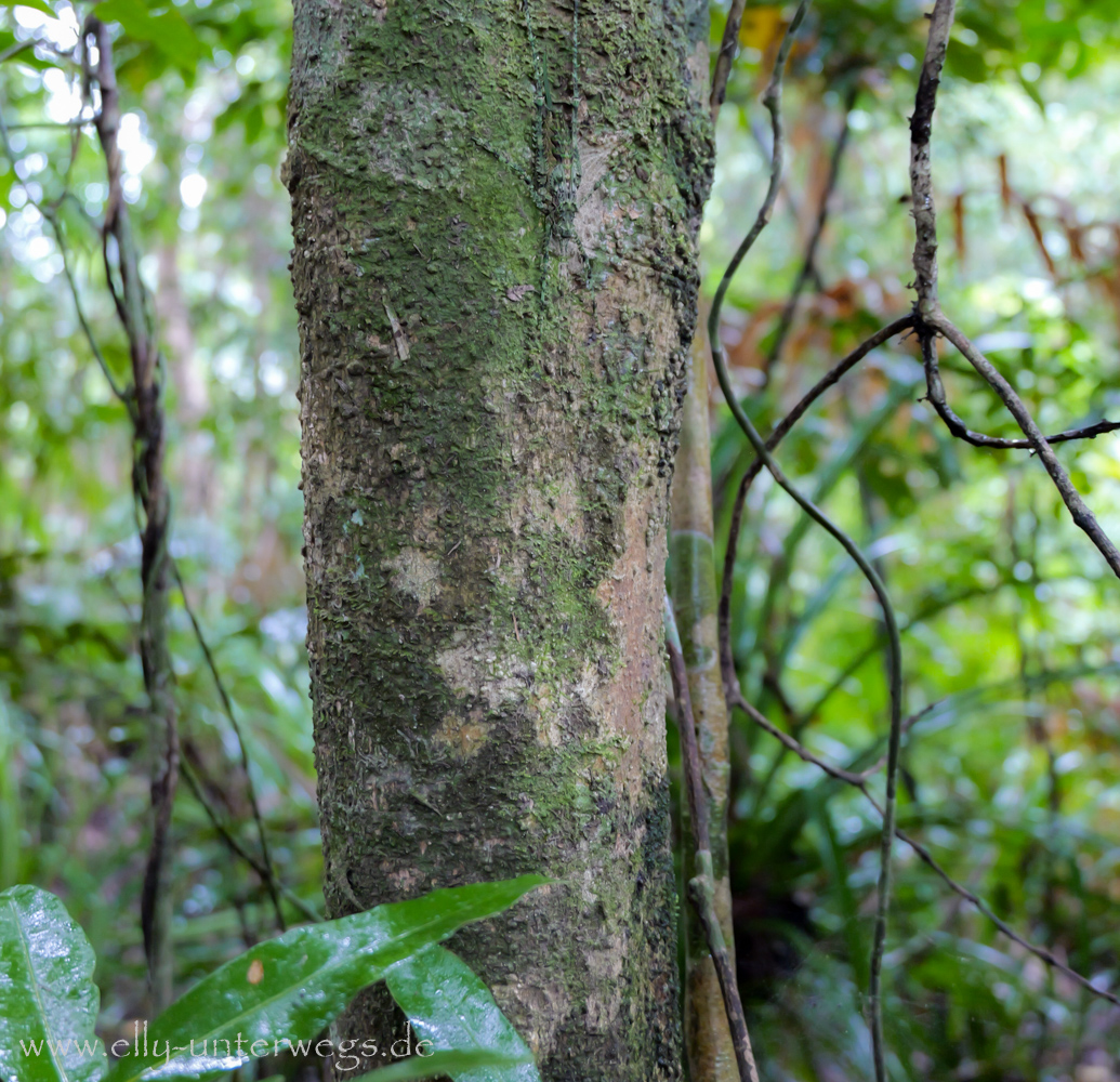 Baumstamm als Suchbild: perfekt getarntes Insekt auf der Rinde