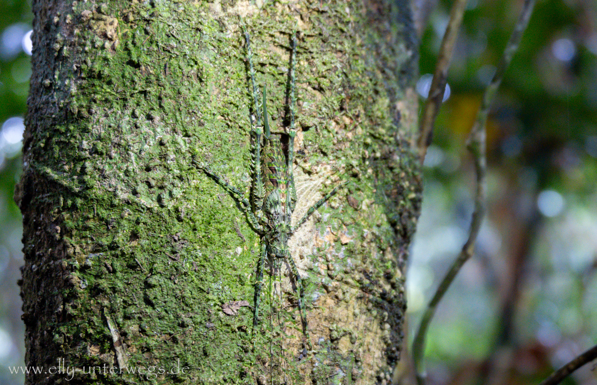 Getarntes Insekt im Regenwald: kaum von der Baumrinde zu unterscheiden