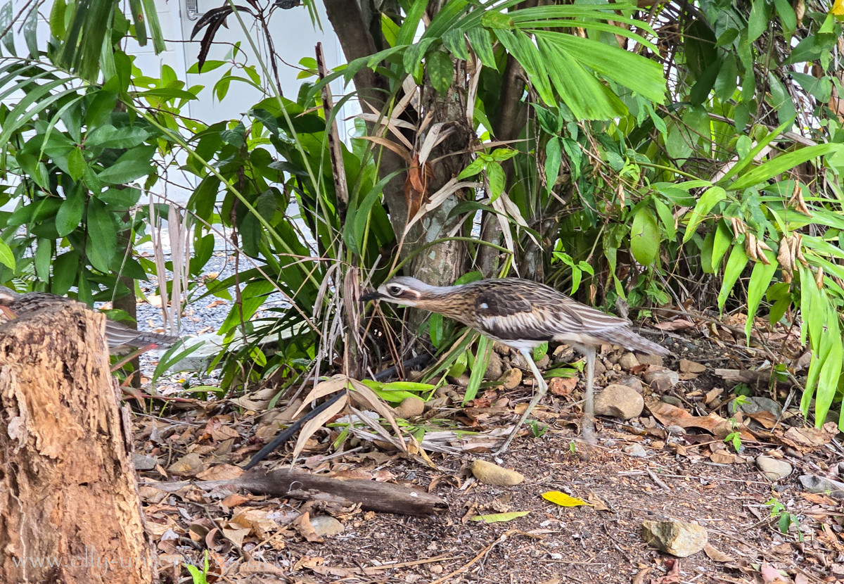 Australischer Triel am Hafen in Port Douglas