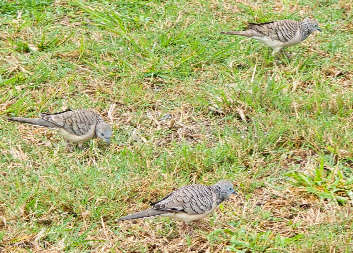 Friedenstäubchen in Port Douglas am frühen Morgen