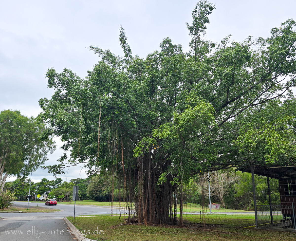 Tropische Vögel in Port Douglas