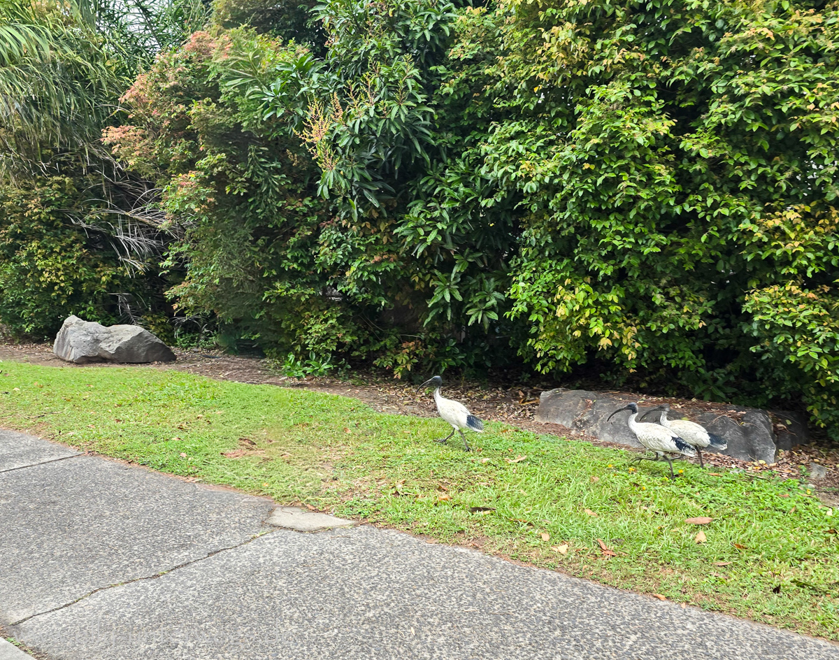 Ibisse in Port Douglas