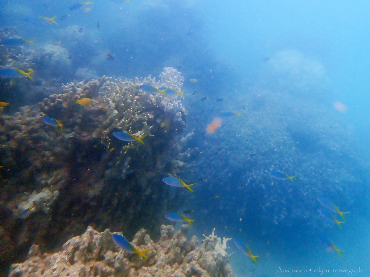 Unterwasseraufnahme: bunte Riff-Fische in der Lagune von Low Isles