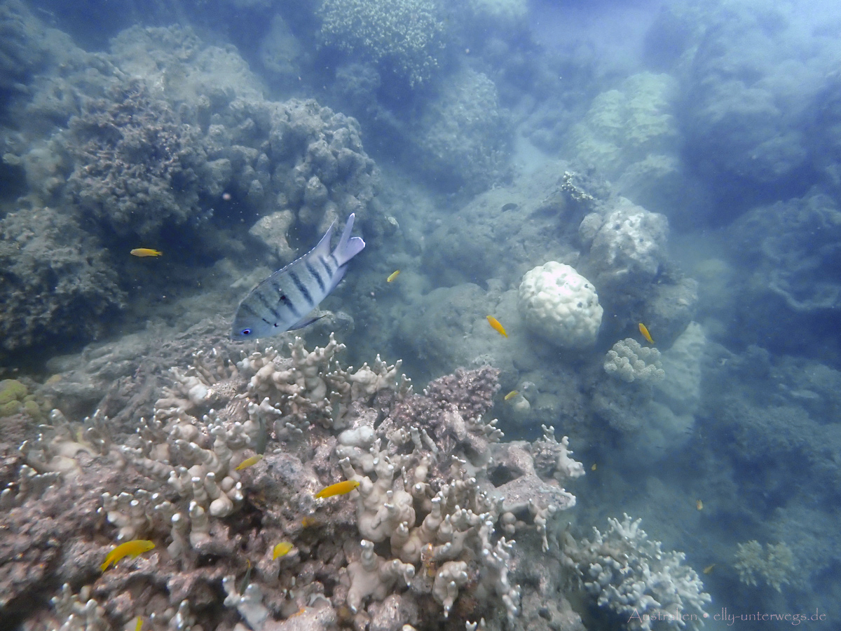 Unterwasseraufnahme: Korallen und Schwarmfische an Low Isles