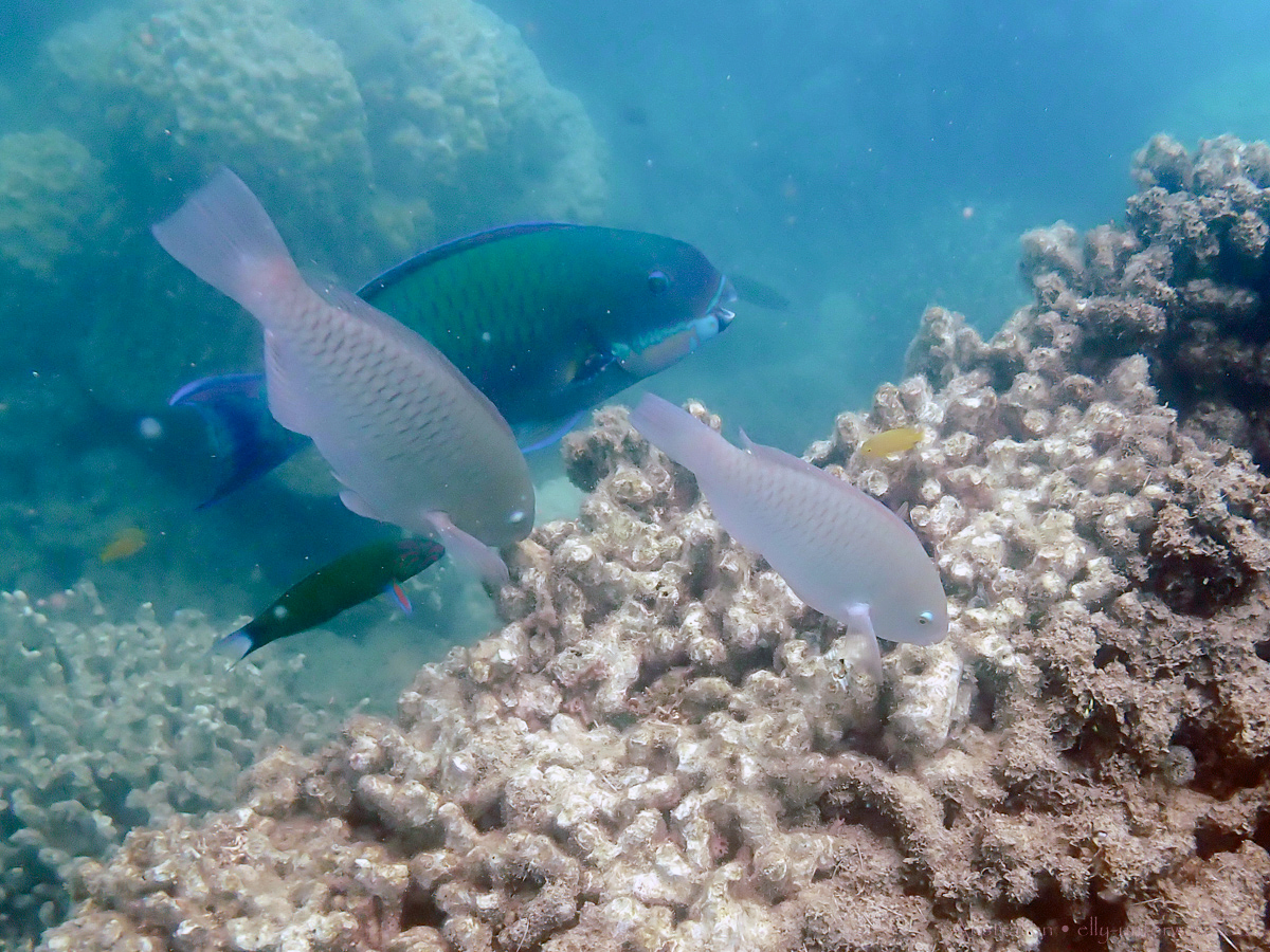 Unterwasseraufnahme: Riff-Fische beim Schnorcheln an Low Isles