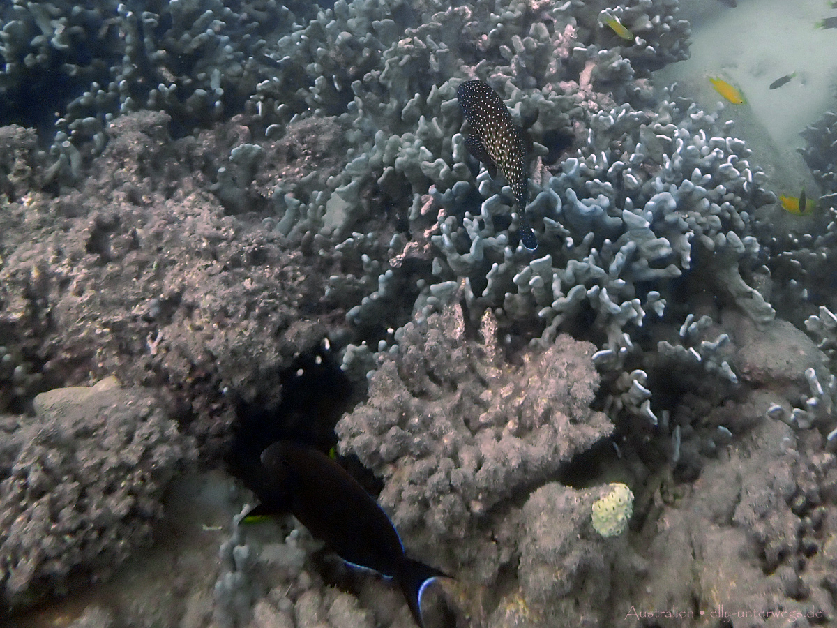 Unterwasseraufnahme: bunte Fische zwischen Korallen an Low Isles