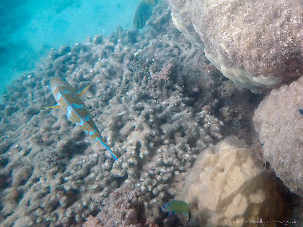 Unterwasseraufnahme: Riff-Fische im klaren Wasser an Low Isles