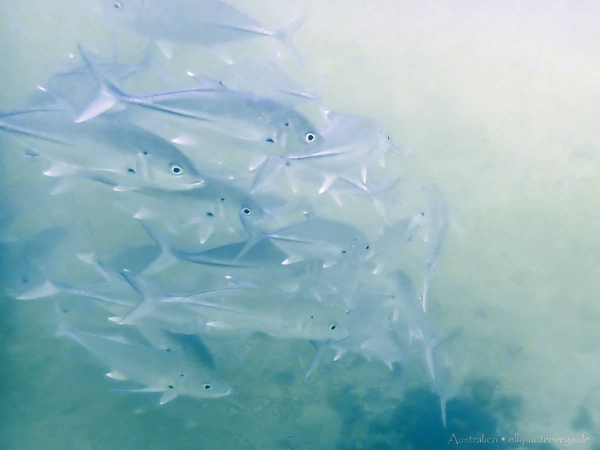 Unterwasseraufnahme: Korallenriff und bunte Fische an Low Isles