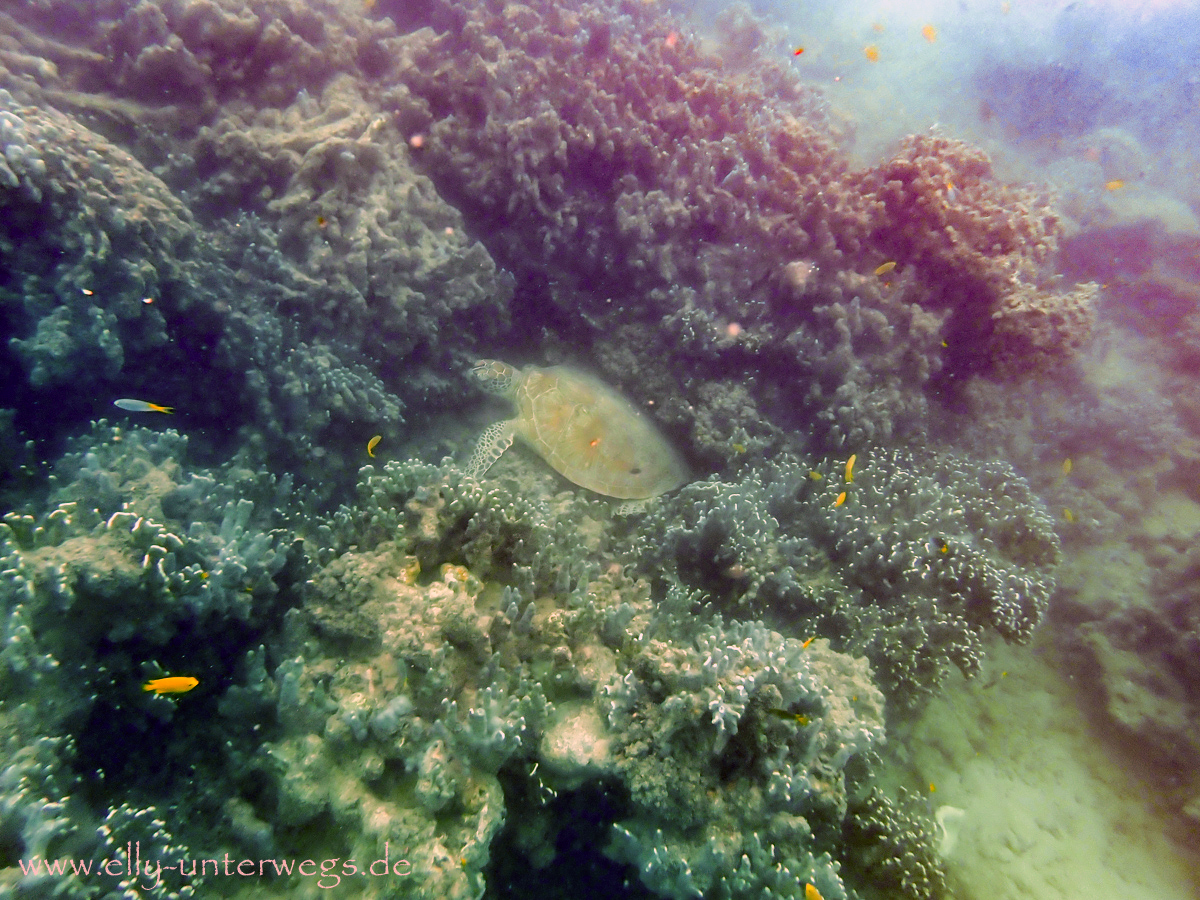Meeresschildkröte am Korallenriff bei Low Isles