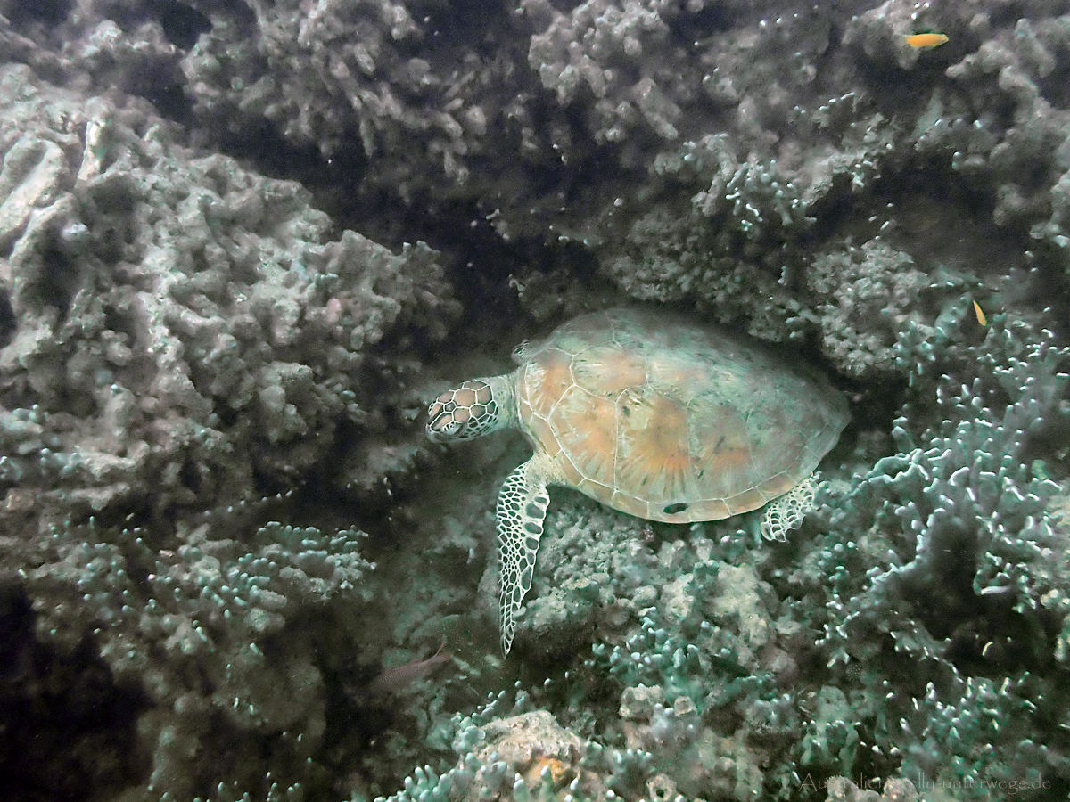 Meeresschildkröte unter Wasser im Great Barrier Reef bei Low Isles