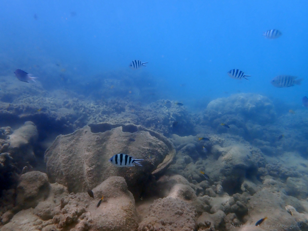Riesige Muscheln im flachen Wasser an Low Isles