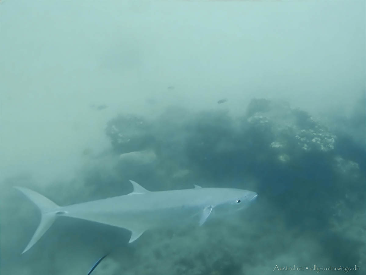 Kleiner Riffhai beim Schnorcheln an Low Isles