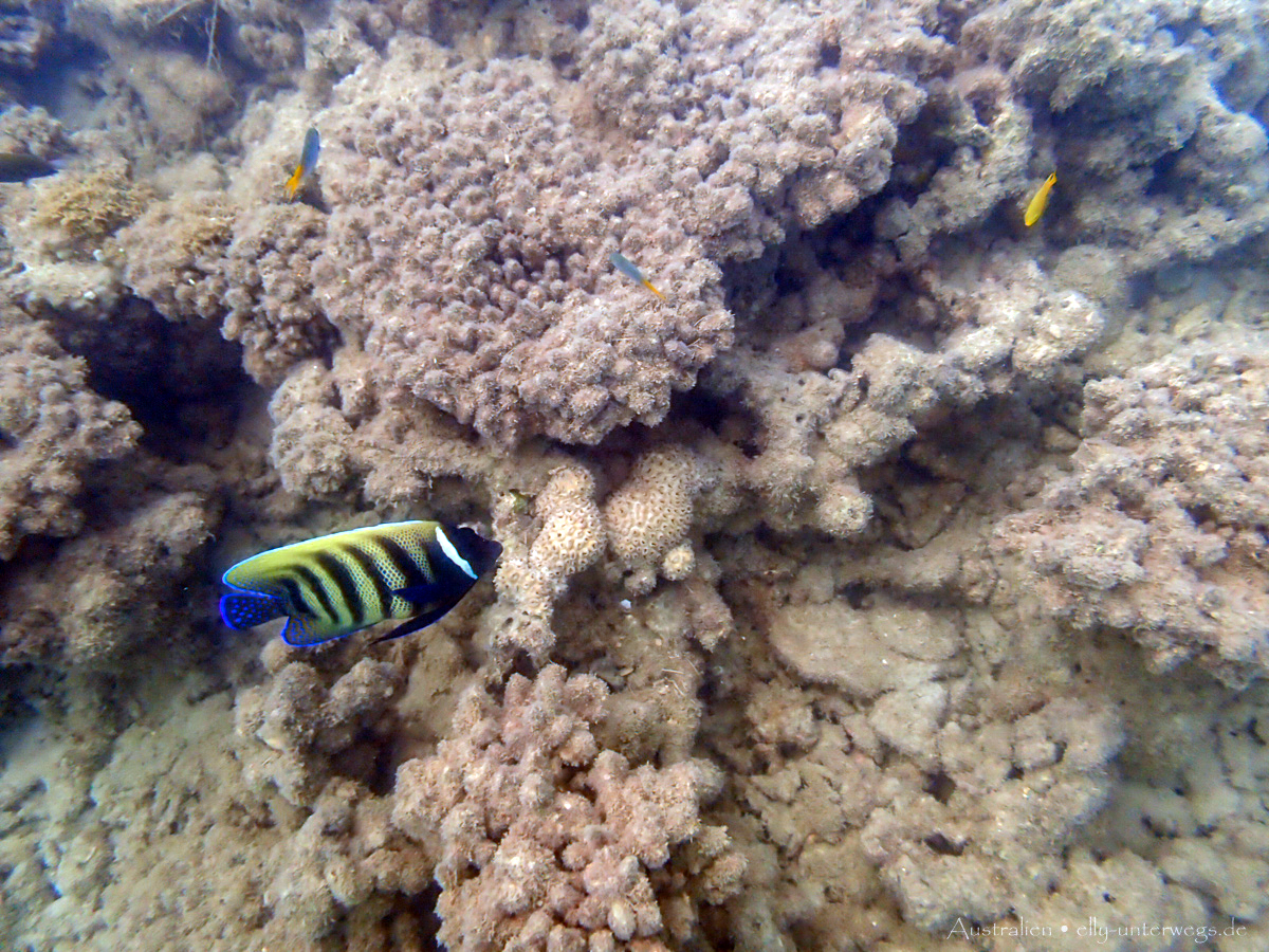 Unterwasseraufnahme: bunte Fische über Korallen an Low Isles