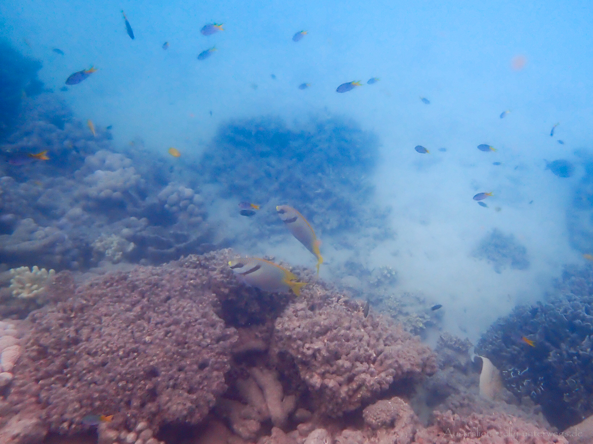 Unterwasseraufnahme: Korallenformationen an Low Isles