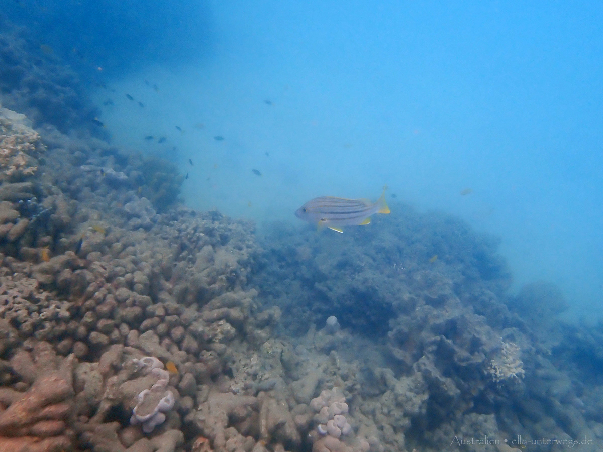 Unterwasseraufnahme: Riff-Fische in der Lagune von Low Isles